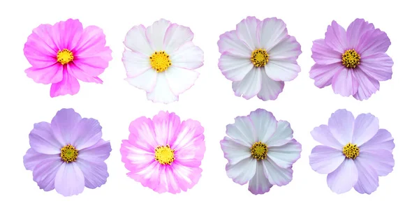 Beautiful Cosmos Cosmea Flowers Set Isolated White Background Natural Floral — Stock Photo, Image