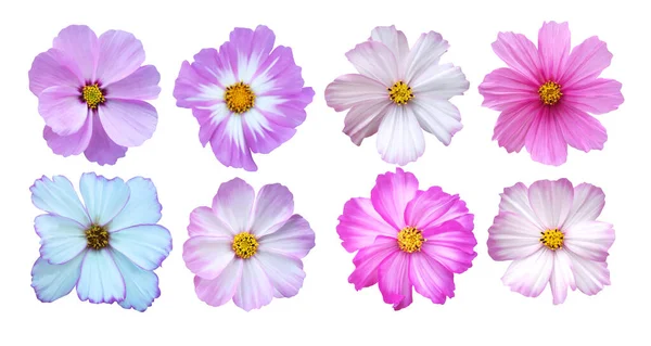 Prachtige Kosmos Cosmea Bloemen Geïsoleerd Witte Achtergrond Natuurlijke Bloemen Achtergrond — Stockfoto