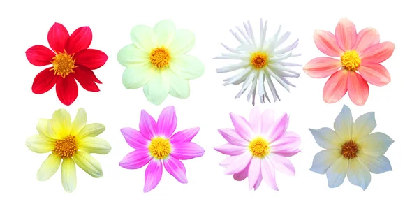 Beyaz Arka Planda Izole Edilmiş Güzel Yıldız Çiçekleri Doğal Çiçek — Stok fotoğraf