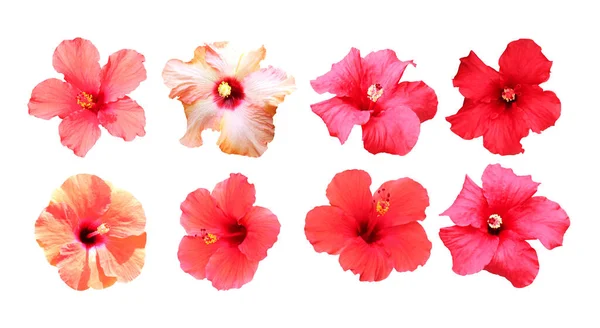 Belles Fleurs Hibiscus Mis Isolé Sur Fond Blanc Fond Floral — Photo