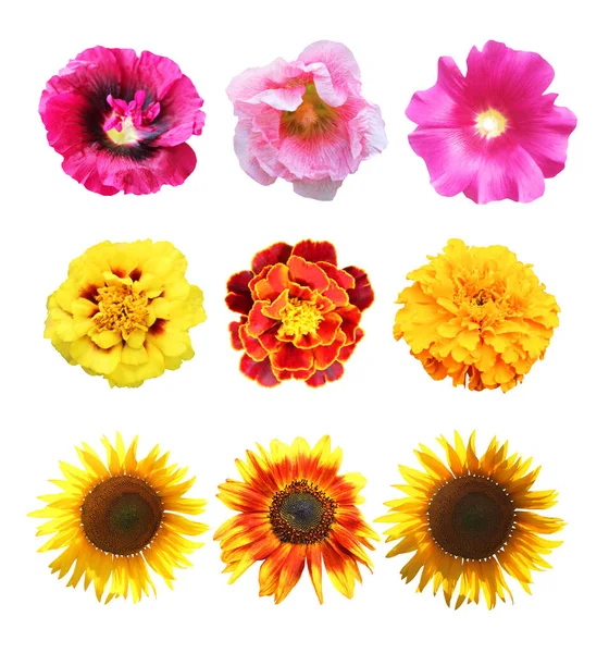 Schöne Malven Sonnenblumen Und Ringelblumenblüten Vereinzelt Auf Weißem Hintergrund Natürlicher — Stockfoto