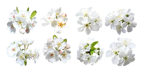 Krásné Sakura Třešňové Květy Zasazené Izolovaně Bílém Pozadí Přírodní Květinové — Stock fotografie
