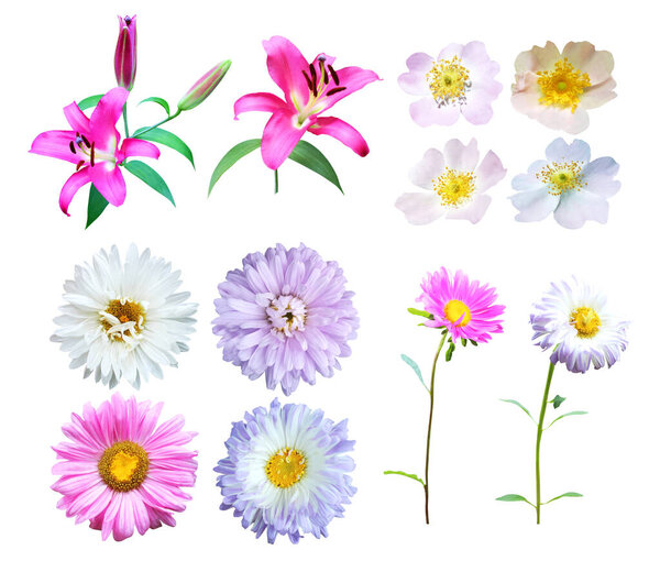 Beautiful lily, dogrose, aster flowers set isolated on white background. Natural floral background. Floral design element