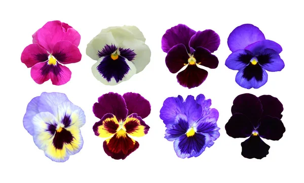 Lindas Flores Pansy Conjunto Isolado Fundo Branco Fundo Floral Natural — Fotografia de Stock