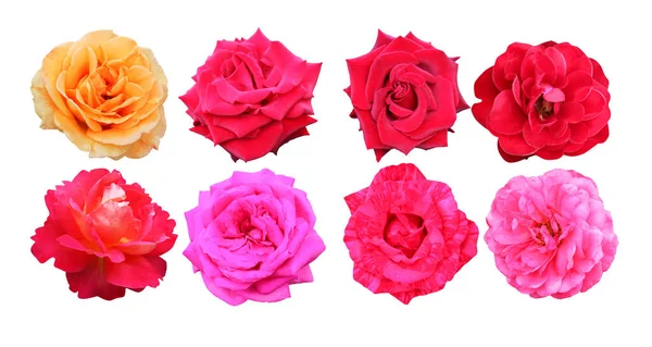 Krásné Růže Květiny Nastavit Izolované Bílém Pozadí Přírodní Květinové Pozadí — Stock fotografie
