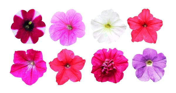 Bellissimi Fiori Petunia Insieme Isolato Sfondo Bianco Fondo Floreale Naturale — Foto Stock