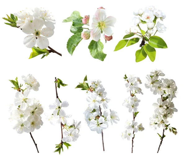Цветы Вишни Белом Фоне Естественный Цветочный Фон Цветочный Элемент Дизайна — стоковое фото