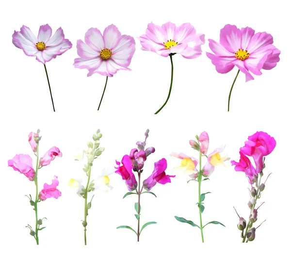 Beautiful Cosmos Snapdragon Flowers Set Isolated White Background Natural Floral — Stock Photo, Image