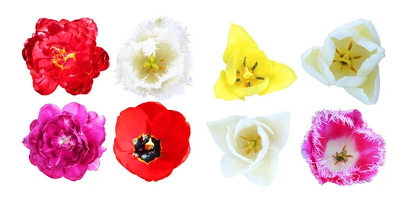 Schöne Tulpenblüten Auf Weißem Hintergrund Natürlicher Floraler Hintergrund Florales Gestaltungselement — Stockfoto