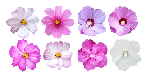 Belo Cosmos Flores Hibisco Conjunto Isolado Fundo Branco Fundo Floral — Fotografia de Stock