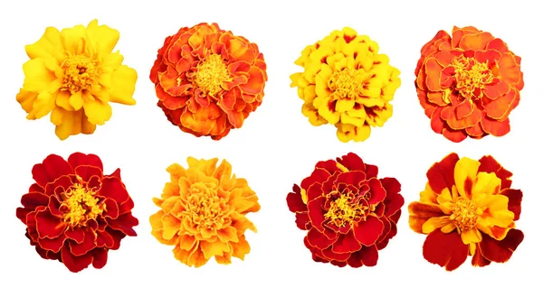 Beautiful Marigold Flowers Set Isolated White Background Natural Floral Background — Stock Photo, Image