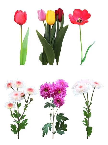 Schöne Tulpen Chrysanthemenblüten Vereinzelt Auf Weißem Hintergrund Natürlicher Floraler Hintergrund — Stockfoto