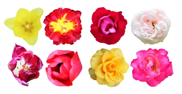 Piękny Tulipan Róża Kwiaty Zestaw Izolowane Białym Tle Naturalne Tło — Zdjęcie stockowe