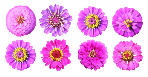 Lindas Flores Violeta Rosa Zinnia Conjunto Isolado Fundo Branco Fundo — Fotografia de Stock