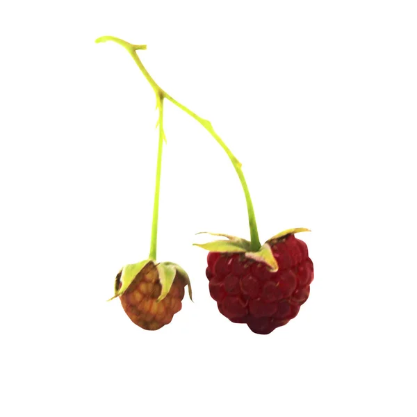 Raspberry Fruits Isolated White Background Natural Food Background Fruit Design — Stock Photo, Image