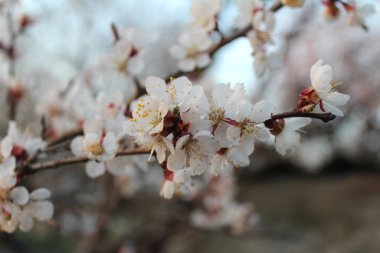 Güzel beyaz kiraz çiçekleri, bahçede sakura çiçekleri. Doğal çiçek geçmişi var. Çiçek arkaplan. Yaz, bahar çiçekleri