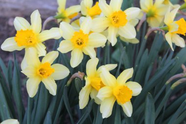 Bahçedeki güzel sarı nergis çiçekleri. Doğal çiçek geçmişi var. Çiçek arkaplan. Yaz, bahar çiçekleri