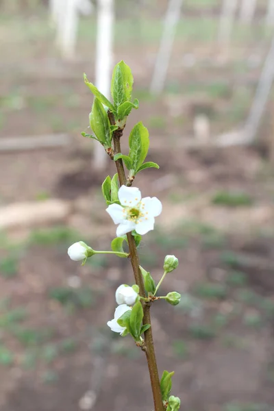 Vacker Vit Körsbärsblomma Sakura Blommor Trädgården Naturlig Blommig Bakgrund Blommig — Stockfoto