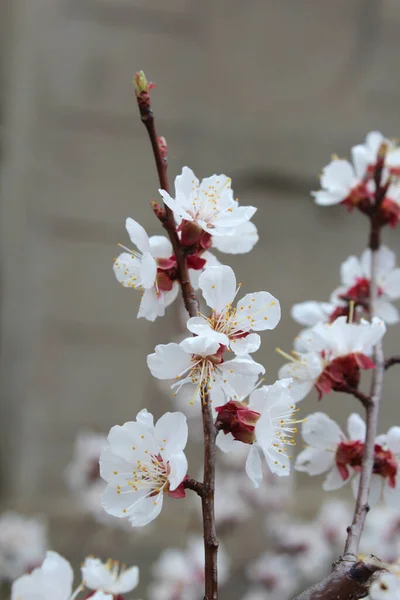 Beautiful White Cherry Blossom Sakura Flowers Garden Natural Floral Background — Photo