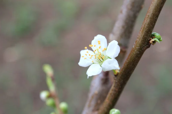 Vacker Vit Körsbärsblomma Sakura Blommor Trädgården Naturlig Blommig Bakgrund Blommig — Stockfoto