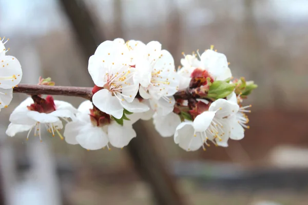 Beautiful White Cherry Blossom Sakura Flowers Garden Natural Floral Background — Photo