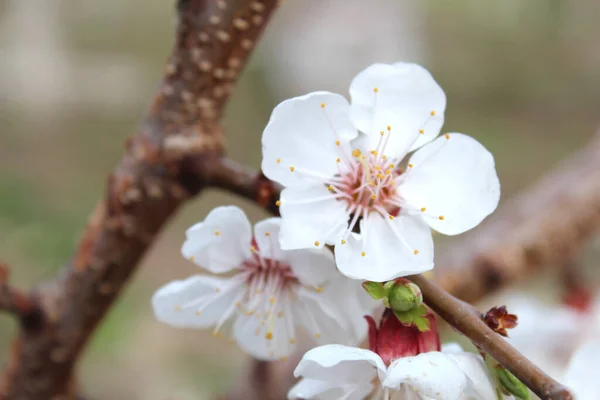 Vacker Vit Körsbärsblomma Sakura Blommor Trädgården Naturlig Blommig Bakgrund Blommig — Stockfoto