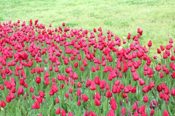 Gyönyörű Színes Rózsaszín Tulipán Virágok Kertben Természetes Virágos Háttér Virágos — Stock Fotó