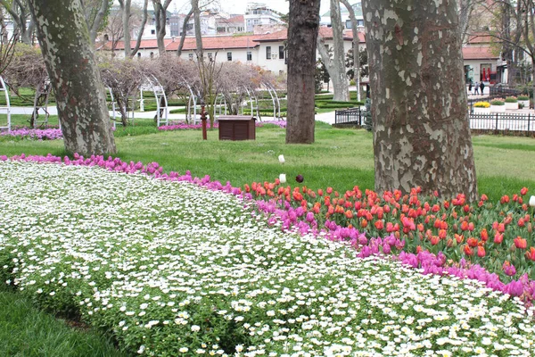 Piękne Kolorowe Białe Rumianki Różowe Kwiaty Tulipanów Ogrodzie Naturalne Tło — Zdjęcie stockowe