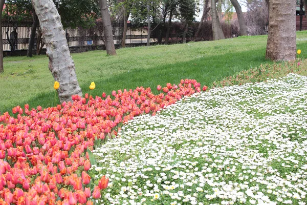 Belle Camomille Bianche Colorate Fiori Tulipano Rosa Giardino Fondo Floreale — Foto Stock