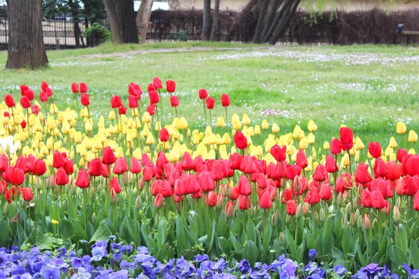 Belles Fleurs Tulipes Rouges Jaunes Colorées Dans Jardin Fond Floral — Photo