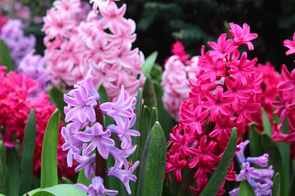 Mooie Kleurrijke Roze Violette Hyacint Bloemen Tuin Natuurlijke Bloemen Achtergrond — Stockfoto