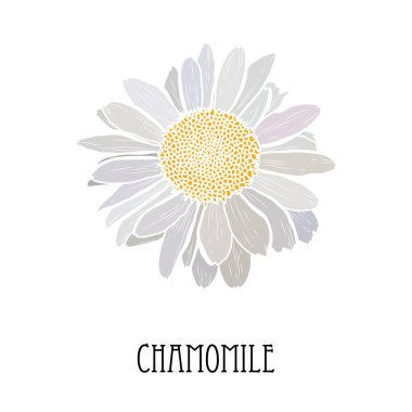 Dekoratif el çizimi papatya çiçeği, dizayn unsuru. Kartlar, davetiyeler, afişler, posterler, baskı tasarımı için kullanılabilir. Çiçek arka planı