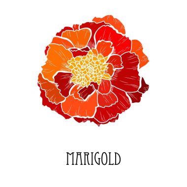 Dekoratif el yapımı kadife çiçeği, tasarım elementi. Kartlar, davetiyeler, afişler, posterler, baskı tasarımı için kullanılabilir. Çiçek arka planı