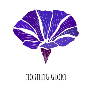 Dekoratif el çizimi sabah çiçeği, tasarım elementi. Kartlar, davetiyeler, afişler, posterler, baskı tasarımı için kullanılabilir. Çiçek arka planı