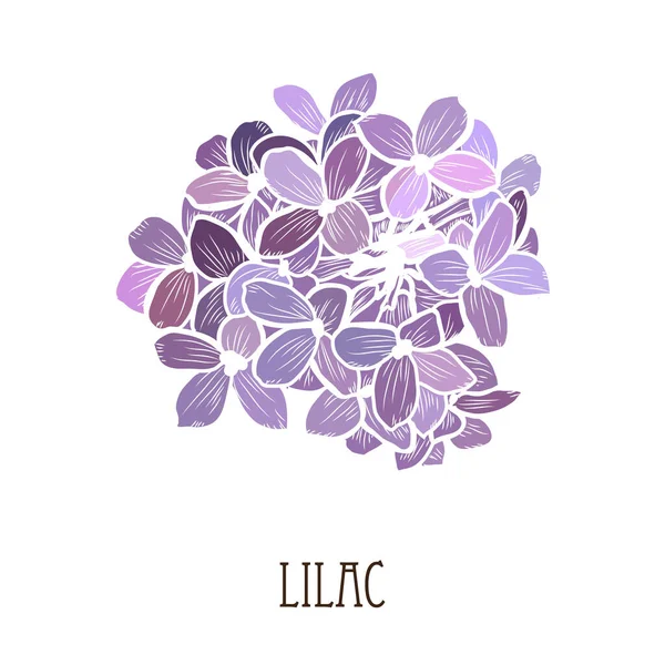 Flor Lilás Decorativa Desenhada Mão Elemento Design Pode Ser Usado — Vetor de Stock