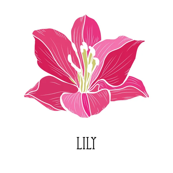 Dekoracyjny Ręcznie Rysowane Lilia Kwiat Element Projektu Może Być Stosowany — Wektor stockowy