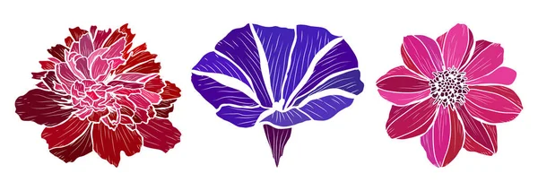 Piwonia Dekoracyjna Poranna Chwała Zestaw Kwiatów Dahlii Elementy Projektu Może — Wektor stockowy