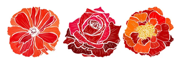 Dekoracyjny Mak Róża Zestaw Kwiatów Nagietka Elementy Konstrukcyjne Może Być — Wektor stockowy