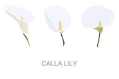 Decorative hand drawn calla lily flowers, design elements. Can be used for cards, invitations, banners, posters, print design. Floral background