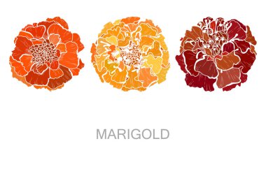 Decorative hand drawn maarigold flowers, design elements. Can be used for cards, invitations, banners, posters, print design. Floral background