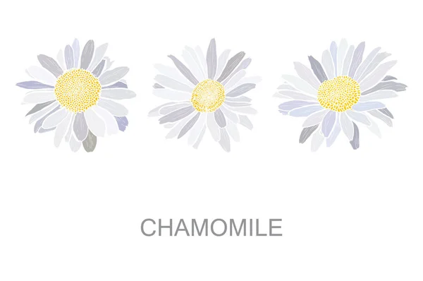 Decorative Hand Drawn Chamomile Daisy Flowers Design Elements Can Used — Vetor de Stock