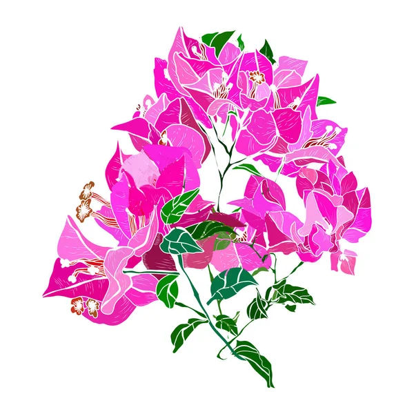Decorative Hand Drawn Bougainvillea Flowers Design Elements Can Used Cards — Vettoriale Stock