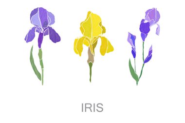 Decorative hand drawn iris flowers, design elements. Can be used for cards, invitations, banners, posters, print design. Floral background