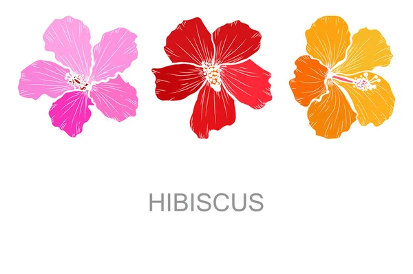 Διακοσμητικά Χειροποίητα Λουλούδια Ιβίσκου Σχεδιαστικά Στοιχεία Μπορεί Χρησιμοποιηθεί Για Κάρτες — Διανυσματικό Αρχείο