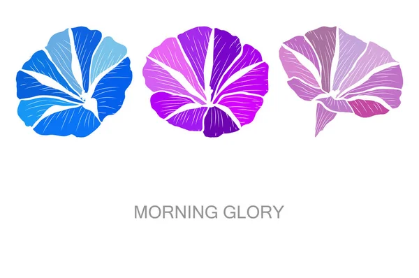 Decorative Hand Drawn Morning Glory Flowers Design Elements Can Used — Vetor de Stock