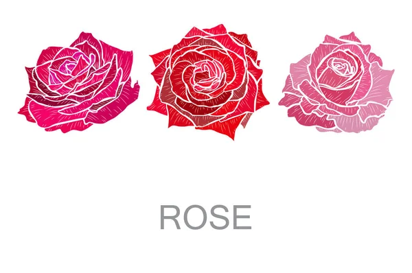 Decorative Hand Drawn Rose Flowers Design Elements Can Used Cards — Stok Vektör