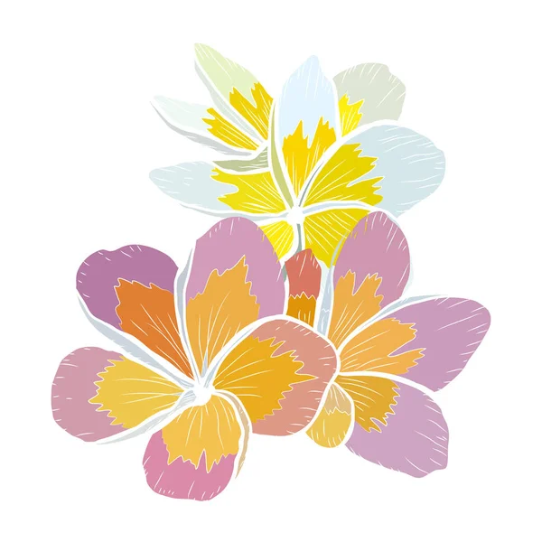 Decorative Hand Drawn Plumeria Flowers Design Elements Can Used Cards — 스톡 벡터