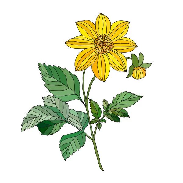 装饰黄色的大丽花花 设计元素 可用于卡片 邀请函 平面设计 植物背景 — 图库矢量图片