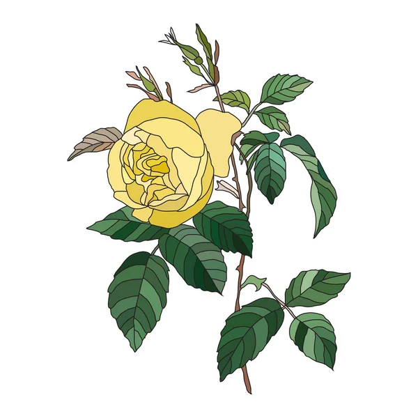 Dekoracyjny Żółty Kwiat Róży Elementy Projektu Może Być Stosowany Kart — Wektor stockowy