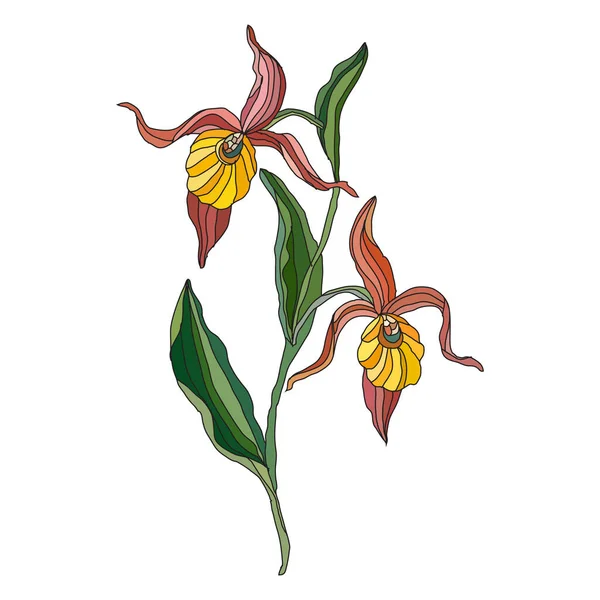 Dekoratif Çizimi Bayan Orkide Çiçekleri Tasarım Elementleri Kartlar Davetiyeler Afişler — Stok Vektör
